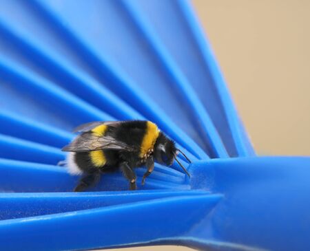 Buff-tailed bumblebee on blue plastic rake is infected by bumblebee mites: the laid eggs are clearly visible above front leg.の写真素材