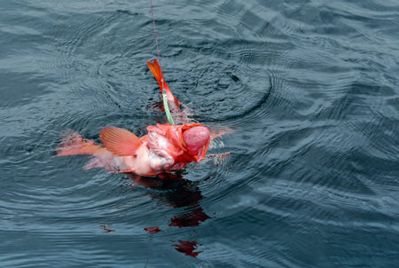 Two redfish on water surface, hobby fishing in Norway.の写真素材