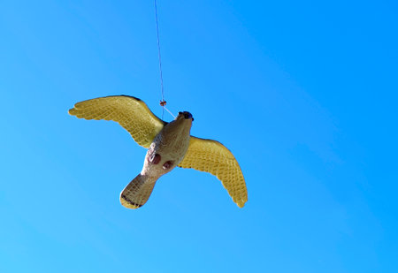 Bird repeller imitating hawk or falcon hanging on rope, wind can move it around.の写真素材