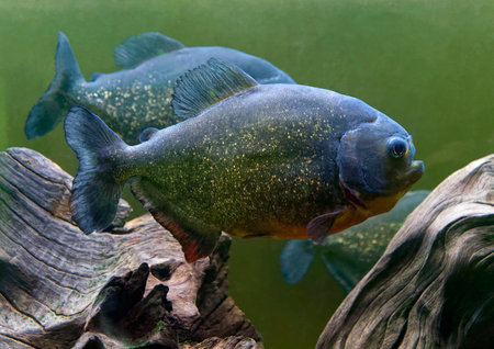 South American Amazon piranha swimming  in aquarium tank.の写真素材
