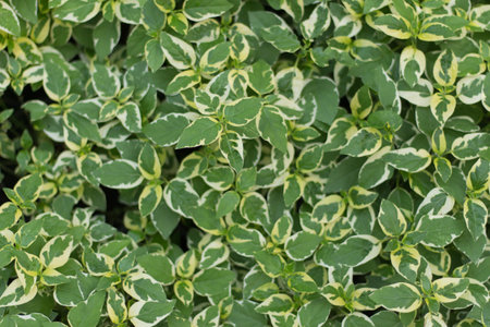 Green leaf background and texture ,top viewの写真素材