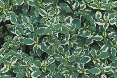 Green leaf background and texture ,top view