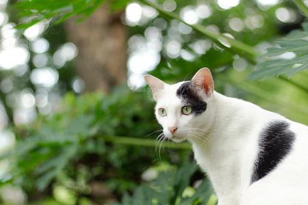 White and black cat is cleaning himselfの写真素材
