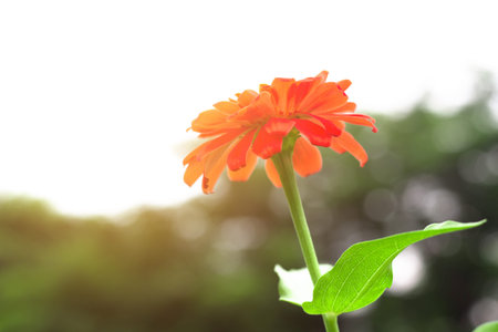 Close-up Flowers of Zinnia. Floral background.Common Zinnia.の写真素材