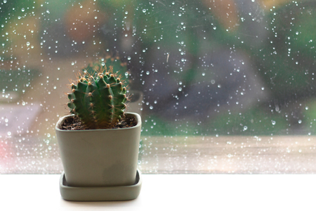 Close up cactus over window with rainy dropの写真素材