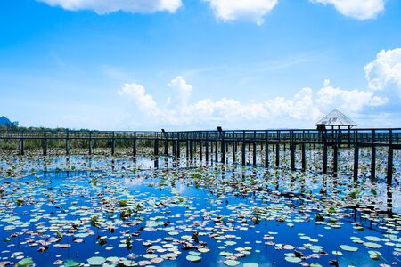 Lotus in big pondの写真素材