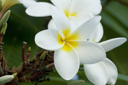 The Frangipani flowerの写真素材