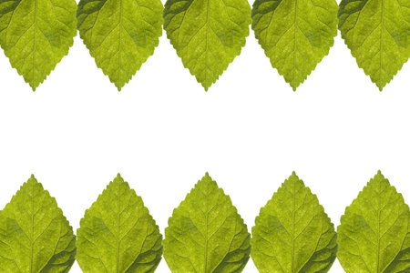 Green Leaf