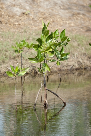 mangrove in mangrove forestの写真素材