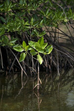 mangrove in mangrove forestの写真素材
