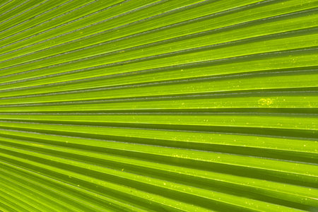 Abstract image of Green Palm leaves in nature