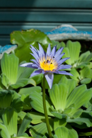 Lotus Flowerの写真素材