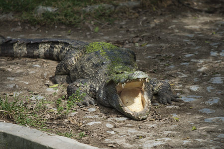 Big crocodile