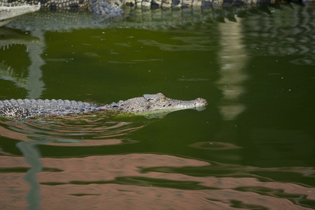 Big crocodileの写真素材