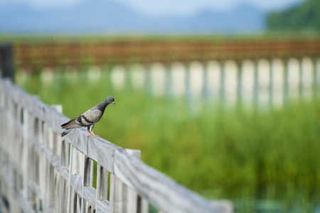 bird in  lotus lake at khao sam roi yodの写真素材