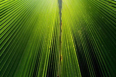 Abstract image of Green Palm leaves in nature