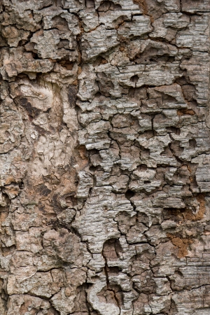 Close up of old wooden backgroundの写真素材