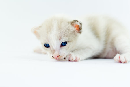 little baby kitten