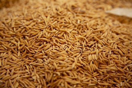 Close up rice seedの写真素材