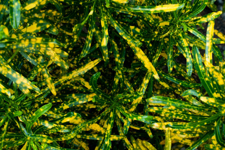 Croton, Variegated Laurel, in stone pot
