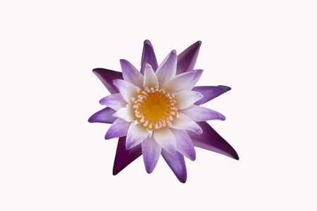 lotus on white backgroundの写真素材