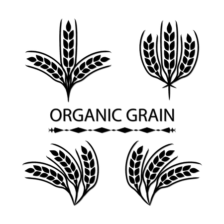 Organic Grain (Wheat)のイラスト素材