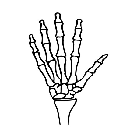hand anatomicalのイラスト素材