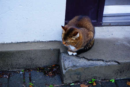 Cat on a corner step, Icelandの写真素材