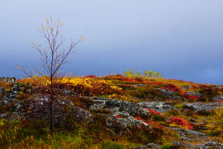 Autumn foliage, Icelandの写真素材