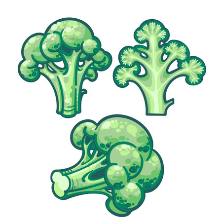 Green Broccoli botanical hand drawn Isolated vector illustration. Organic vegetarian product.Â Isolated on white background. Broccoli cutaway.のイラスト素材