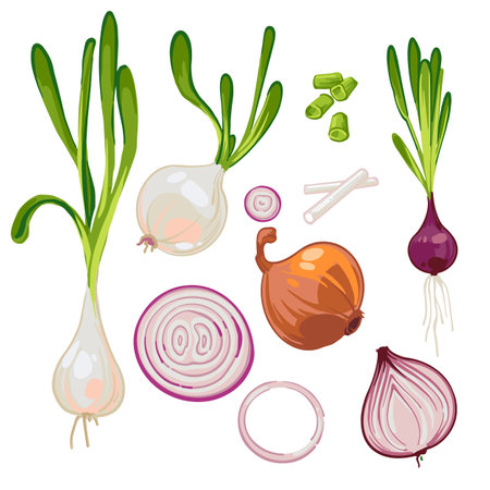 Set with hand drawn vector illustrations of ripe farm onions, sprouted onions, green onions, onion slices, red onions. Onion rings. Isolated on white background. Healthy Fresh cartoon vegetable. Clipart.のイラスト素材