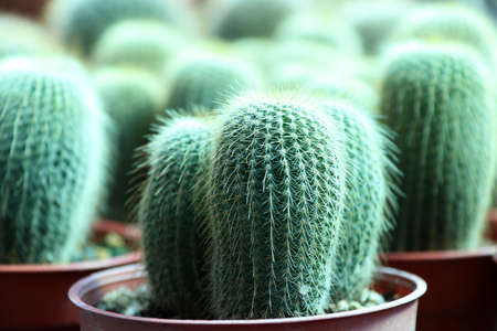 Mini Cactus grown in the brown pot. a succulent plant with a thick, fleshy stem that typically bears spines, lacks leaves, and has brilliantly colored flowers. Cacti are native to arid regions of the New World and are cultivated elsewhere, especially as houseplants.の写真素材