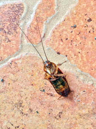 Dead cockroach on the Brown floor. a beetle like insect with long antennae and legs. Mostly live homes and food service establishments.の写真素材