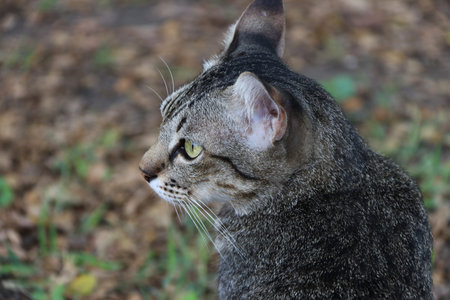 Striped cat in the garden. cat is a small domesticated carnivorous mammal with soft fur, a short snout, and retractile claws. の写真素材