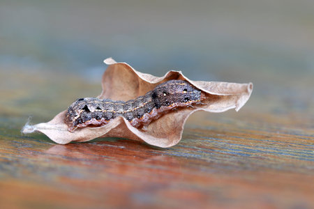 Caterpillar with dry leaf on wooden table. the larva of a butterfly or moth, having a segmented...