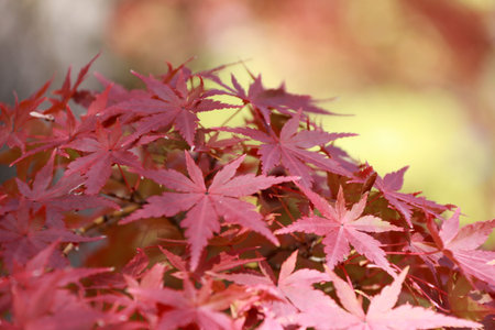 Red Japanese Maple Leaf on the tree with sunlight. The leaves change color from green to yellow,...