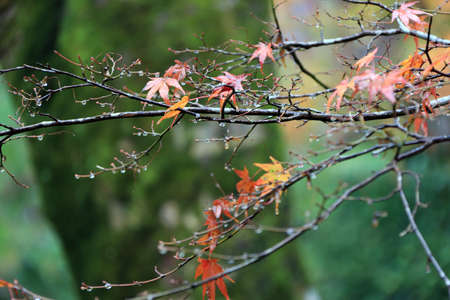 Red and orange Japanese Maple Leaf on the branch of tree after rain. The leaves change color from green to yellow, orange and red in autumn.の写真素材