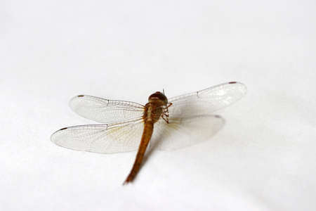 Dragonfly on the white background. t is a fast flying long bodied predator insect with two pairs of large wings that are spread out sideways.の写真素材