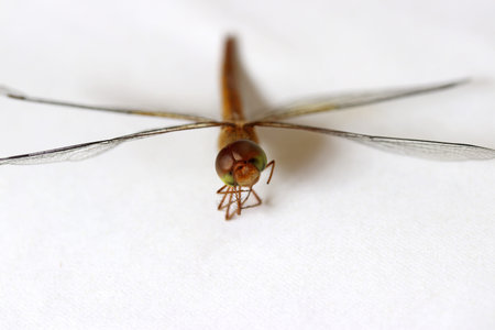 Dragonfly on the white background. t is a fast flying long bodied predator insect with two pairs of...