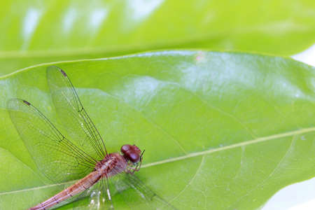 Dragonfly on the green leaf and on the white background. it is a fast flying long bodied predator insect with two pairs of large wings that are spread out sideways.の写真素材