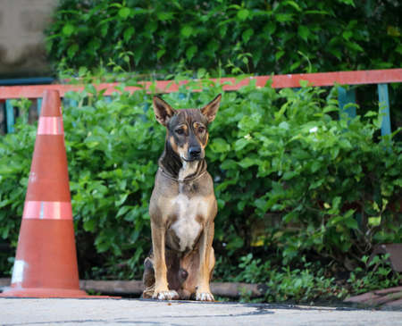 Thai black and brown and white color of stray dog sitting beside traffic cone on the street with green tree background. It is a dog that lives on the streets or temple and does not have an owner.の写真素材