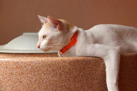 White cat laying down on the water tank on orange color background. It is a small domesticated carnivorous mammal with soft fur.の写真素材