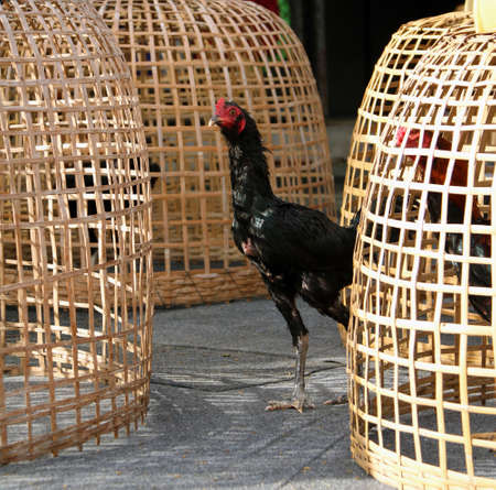 Black rooster stand beside Thai chicken coop and net nick. It is fighting cock, a rooster bred and trained for cockfighting. Also called game fowl.の写真素材