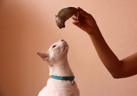 White color of cat and light blue cat strap look up to counterfeit mackerel fish from human hand on rose pink color background.の写真素材