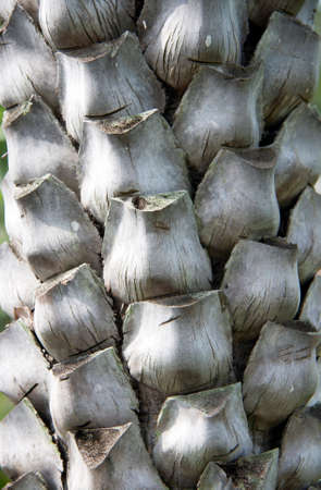 texture of dry palm tree bark. Close up of gray tree surface with day light for background texture.の写真素材