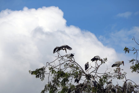 Flock of open billed stork bird perch and winged at the tree on blue sky and white cloud background....