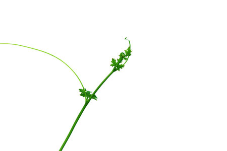 Green top Wood of creeper tree, style and shape isolated on white background.の写真素材