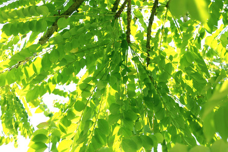 Pattern of Green star gooseberry leaf style and shape on white background.