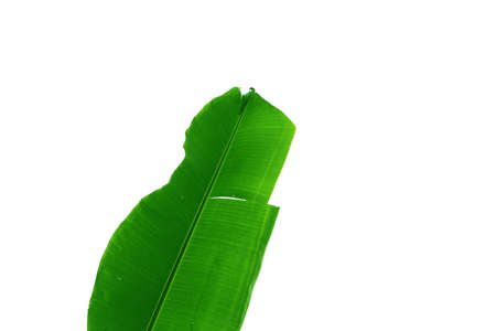 Green leaf of banana tree, style and shape isolated on white background.の写真素材