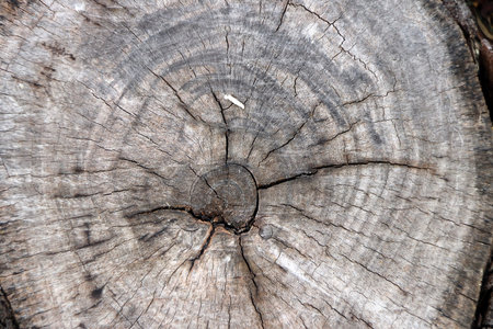 Pattern of stump and the the year stumps in brown grey color.